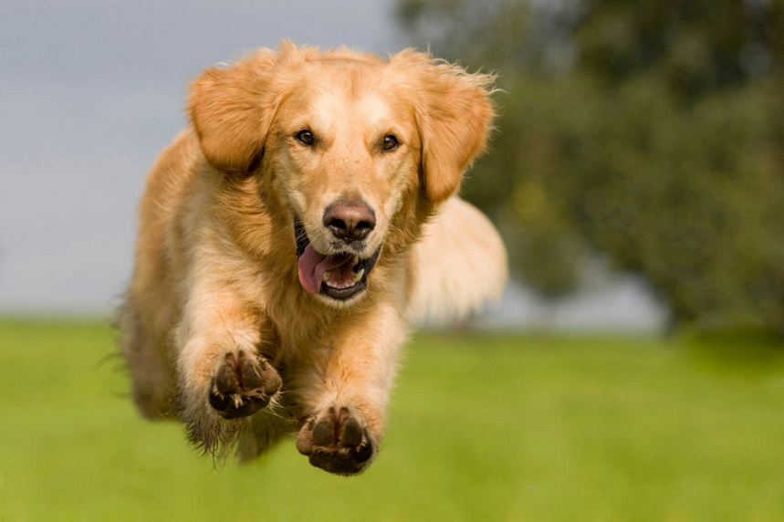 I 9 Alimenti Più Sani (in Assoluto) Da Dare Al Tuo Cane