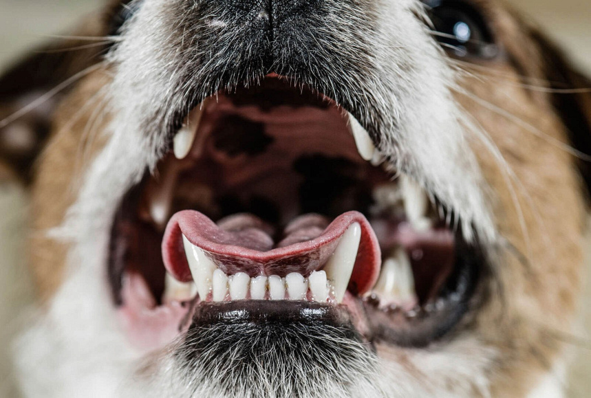 🦷 Quanti denti hanno i cani (adulti e cuccioli)? Petyoo 🦷 Quanti denti hanno i cani (adulti e cuccioli)? Petyoo
